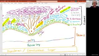 Biology 2010 Chapter 5 Integumentary System Dermis Video 3 [upl. by Htur]