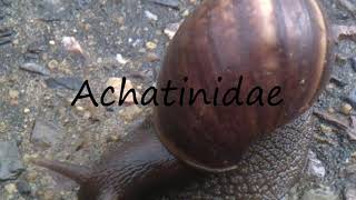 How to Pronounce Achatinidae [upl. by Annairba130]