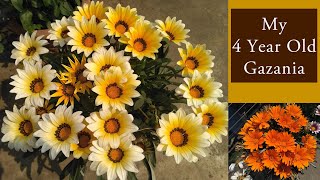 Gazania Plant Care  Growing Gazania flower  Save them for many years  গ্যাজেনিয়া ফুল  ग़ज़ानिया [upl. by Irahk]