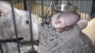 Chinchilla LOVE SQUEAKS [upl. by Kcyrred]