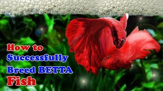 How to Breed Betta Fish  Breeding Over Halfmoon Betta [upl. by Noraha]