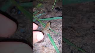 Catching frog flying funny  Catch a funny frog for laugh  frogs viral  Tep longheng funny [upl. by Ayrad]