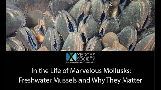 In the Life of Marvelous Mollusks Freshwater Mussels and Why They Matter [upl. by Seena]