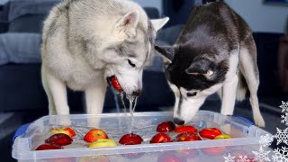 My Huskies Try Bobbing For Apples Challenge [upl. by Nauqit650]