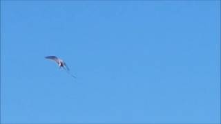 RPRZ T forficatus ScissorTailed Flycatcher aka Texas Bird of Paradise [upl. by Yursa667]