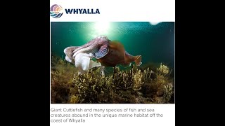 WHYALLA giant cuttlefish [upl. by Derby27]