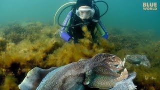 Giant Australian Cuttlefish Theyre almost as big as my kids [upl. by Jarvis]