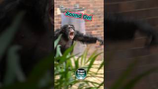 Drama Chimpanzee Style 🐵chimpanzees ChesterZooMoment [upl. by Nancee]