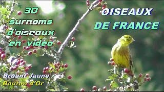 30 SURNOMS dOISEAUX en vidéo [upl. by Oreves]