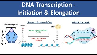 DNA Transcription Initiation amp Elongation  In Prokaryotes amp Eukaryotes  Biochemistry [upl. by Haiacim]