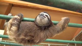 Baby Sloth learns to climb [upl. by Kendall808]