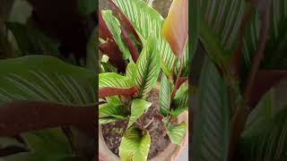 calathea ornatashortsindoor plant [upl. by Akehsal973]