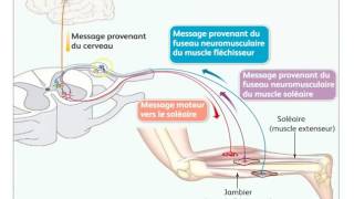 Motricité volontaire intégration nerveuse et plasticité cérébrale FMorales [upl. by Celie]