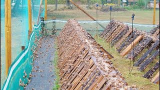 Comment réussir l’élevage des escargots dans les greenhouse en 2023 viralvideo agrobusiness [upl. by Nairrot5]