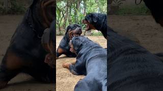 rottweiler Barking Sound 😈😱 [upl. by Litnahc]