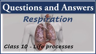 Respiration Important questions Life processes Ncert class 10 Biology Science cbse syllabus [upl. by Eidarb229]