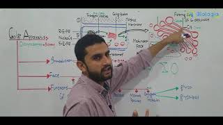 Ch 4 Lec 10 Golgi Apparatus Fsc Part 1 UrduHindi lecture MDCATNEETNCERT By M Bilal Chaudhary [upl. by Gates]