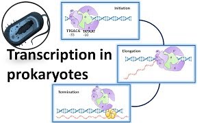 Prokaryotic Transcription overview [upl. by Merriam]