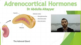 Adrenocortical hormone Physiology محاضرة الجزء الاول [upl. by Aokek226]