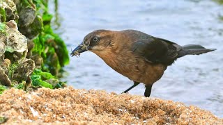 Boattailed Grackle Catching Crabs in Norfolk VA [upl. by Jessabell706]