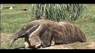 Le Tamanoir ou Fourmilier Géant du Zoo de Barben  Bouches du Rhône  France [upl. by Melisse856]