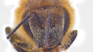 Focus Stacking Bee Head Using Cognisys Stackshot [upl. by Aikcin]