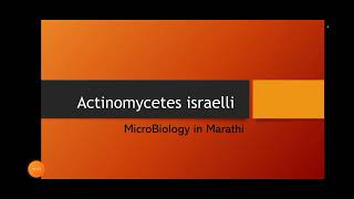 Actinomycetes Israelli  Explianed in Marathi  MicroBiology in Marathi [upl. by Nadiya]