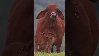 Brahman cow the beef masterviral my video and subscribe my channel and following me 💕💕 [upl. by Ayrolg707]