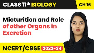 Micturition amp Role of other Organs in Excretion  Class 11 Biology Chapter 16  CBSE 202425 [upl. by Dredi]