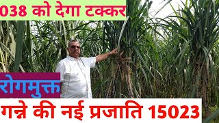 15023 Sugarcane variety  New variety Sugarcane  गन्ने की नई प्रजाति  बिकाऊ गन्ना बीज  Sugarcane [upl. by Holcomb907]