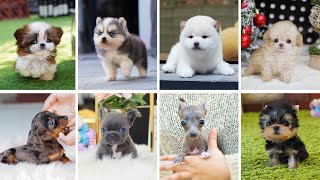 Teacup Dogs  15 Cute Miniature Dog Breeds  Teacup Puppies [upl. by Lohrman]