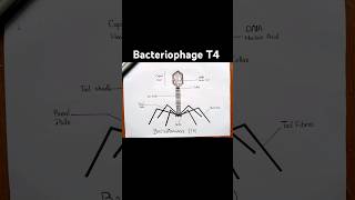 Easy bacteriophage T4 diagram [upl. by Bornie]