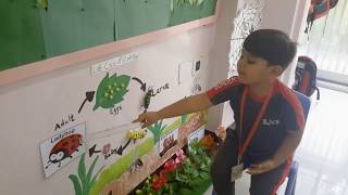 Life Cycle Of A LadyBug Explained By K1 Child [upl. by Ajat]