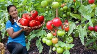 How to Harvest TOMATOES JICAMA YAM  Go To Market Sell  Cá Thị Lys Country Life [upl. by Nenney]