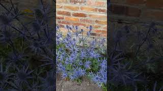 Flachblättrige Mannstreu Distel Art  Eryngium planum  blau blühende Doldenblütler Pflanze shorts [upl. by Winonah]