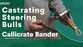 Castrating Steering Bulls Callicrate Bander Vaccating and Weighing Calves [upl. by Zucker]