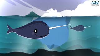 Listen to narwhals click buzz and whistle [upl. by Drake]