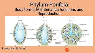 Phylum Porifera  Body forms maintenance functions and Reproduction in Poriferans [upl. by Dlareme]