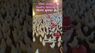 1000 cockerel Poultry farming में कितना मुनाफा और लागत cockerel poultryfarming [upl. by Aletta937]