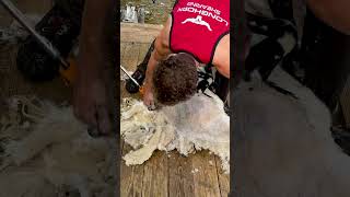 Shedding Blackface Shear sheepfarming [upl. by Comfort194]