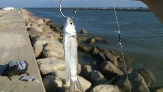 Fishing With Live Bait At The Jetties Livestream [upl. by Sitrik176]