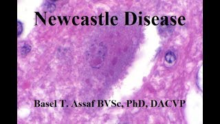 Newcastle Disease [upl. by Nadabas112]