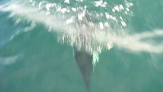 porpoises in the Puget Sound Washington state [upl. by Lehplar]