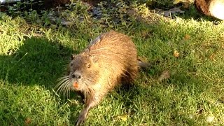 NUTRIA und Enten betteln um Futter [upl. by Rumilly]