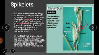 Practical no 11 Flower biology emasculation and hybridization techniques in Rice [upl. by Allehc]