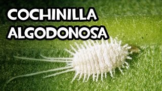 Como Combatir a la Cochinilla algodonosa  Remedios Ecológicos [upl. by Lomasi]