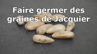 Comment faire germer un Jacquier [upl. by Bolme49]