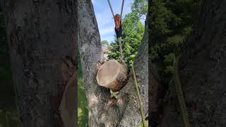 Lifting a Blown Down Tree Out of Another Tree [upl. by Niltac226]