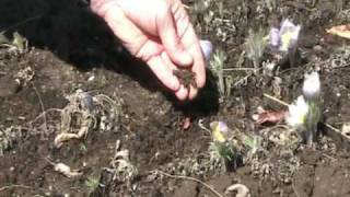 How to Grow Pasque Flower Anemone patens wolfgangiana From Seed [upl. by Senaj]