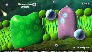 Photosynthesis Light reaction Calvin cycle Electron Transport 3D Animation [upl. by Aicilana]